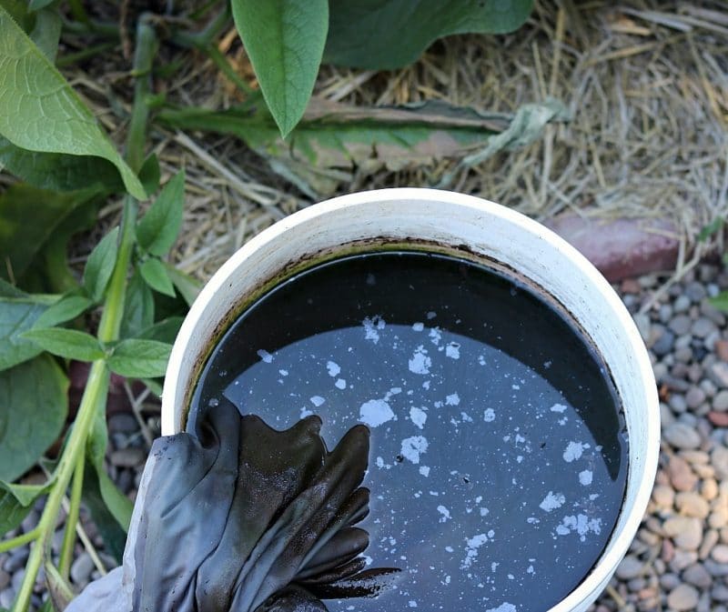homemade comfrey compost tea