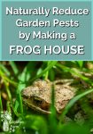 A frog resting in grass