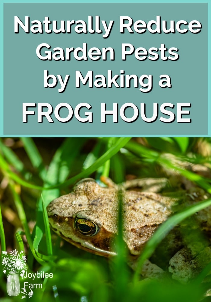 A frog resting in grass