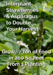 Interplant Strawberries & Asparagus to Double Your Harvest