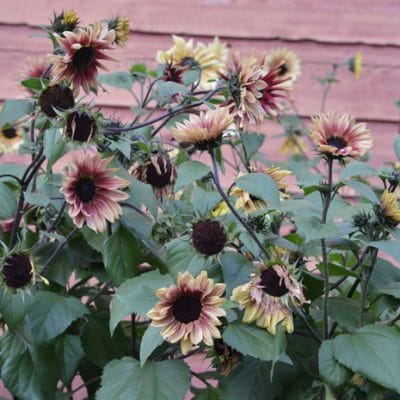 10 Types of Sunflowers to Grow for a Picture Perfect Garden