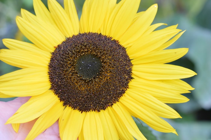 Yellow sunflower