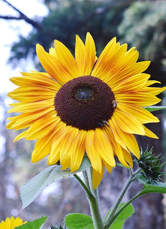 Branching sunflower with bees