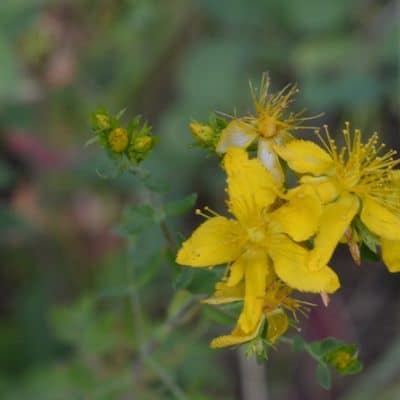 St Johns Wort Flower Tincture for the Winter Blues