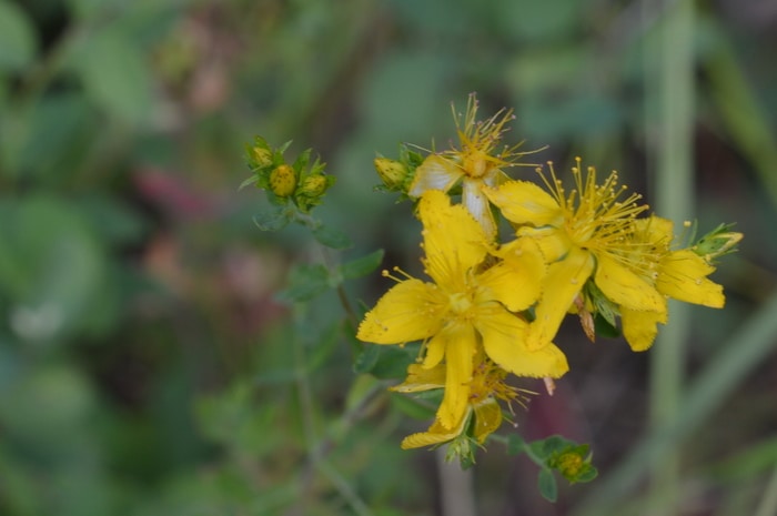 St Johns Wort flower