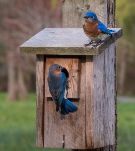 2 Bluebirds on a birdhouse