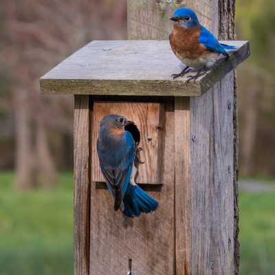Build a Bluebird House and Reduce Insects