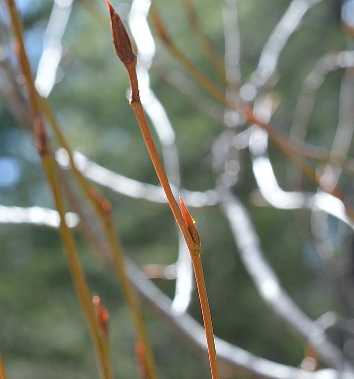 cottonwood buds in the early spring, cottonwood is a useful wild herb for pain relief.