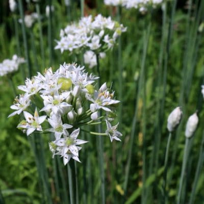 11 Kitchen Herbs to Plant from Seed, Even if You Live in Zone 3
