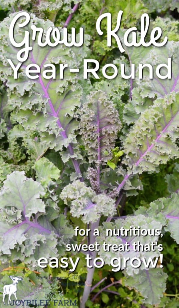 purple veined kale leaves with text overlay "grow kale year-round"