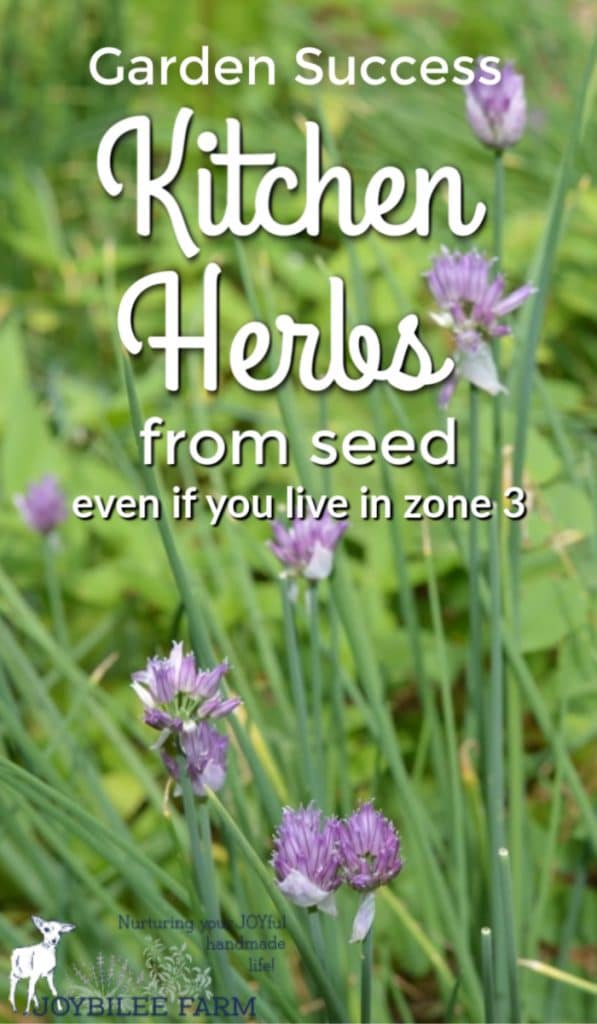 chives growing in the garden