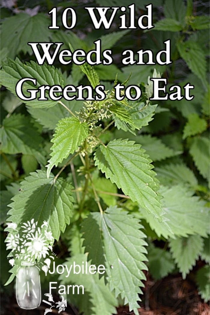 growing tip of a stinging nettle