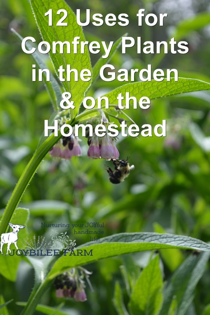 Comfrey plant with small purple flowers and a bumble bee