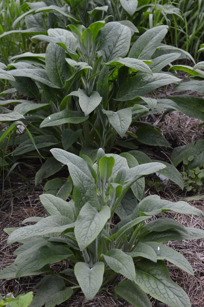 comfrey plant