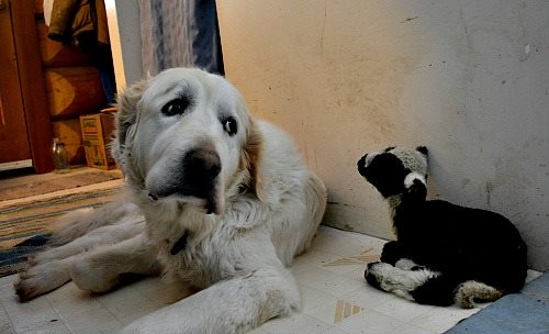 Herbal salves are more effective than alleopathic ointments at healing many minor livestock ailments. You can make your own.