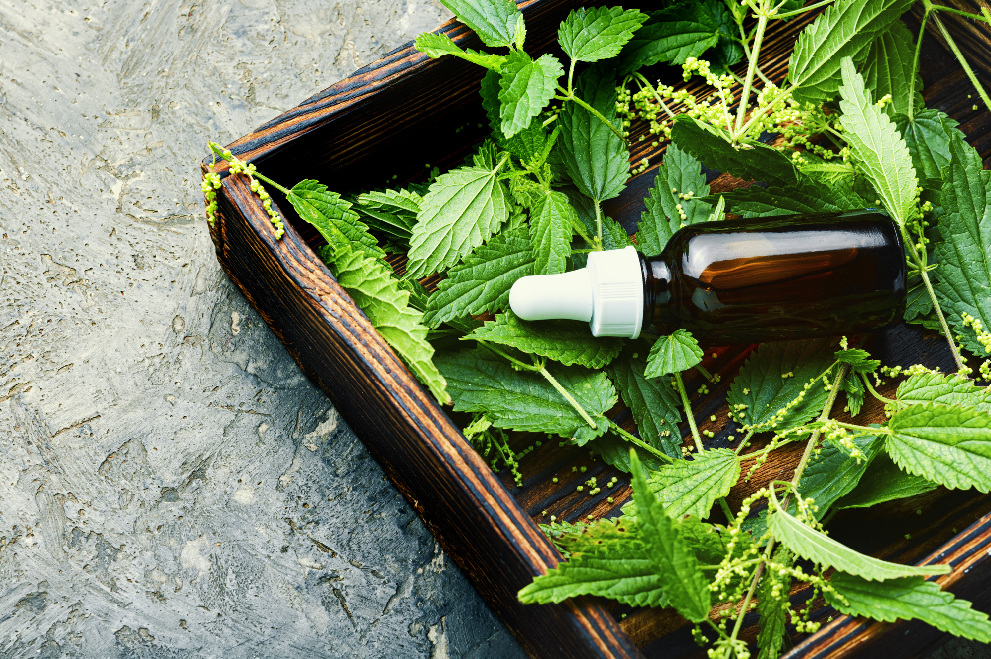 Stinging Nettle extract for stinging nettle benefits