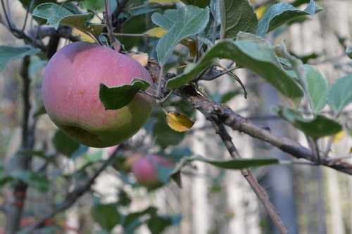 apple ripening on the tree