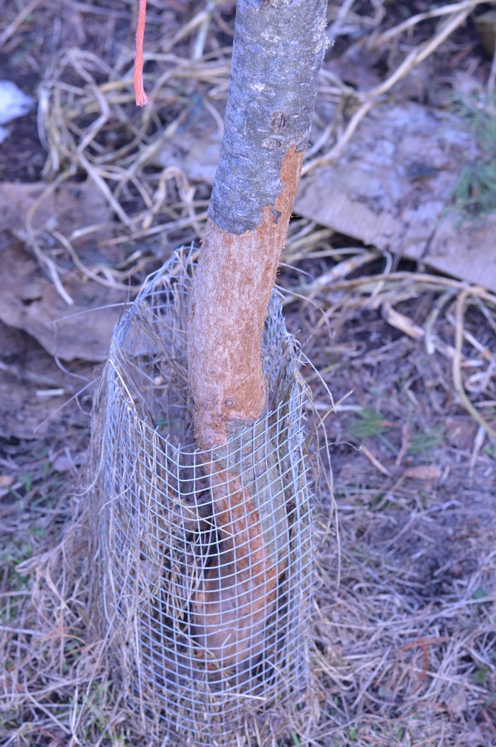 apple tree trunk missing a lot of bark