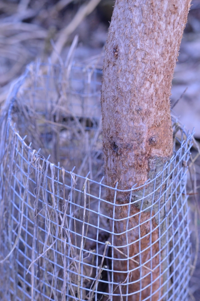 the Duchess of Oldenburg apple tree trunk
