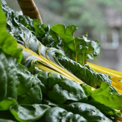 Growing Swiss Chard for Fast Reliable Harvests All Season Long