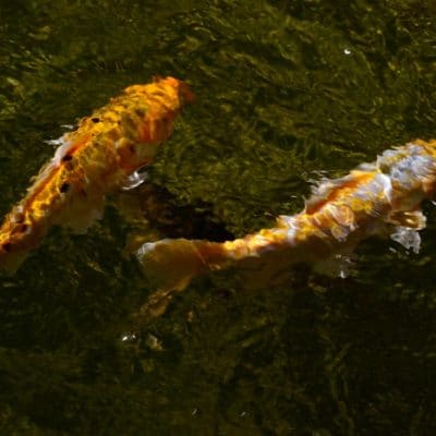 DIY Gluten-free Fish Food Because Feeding Your Pets Shouldn’t Make You Sick