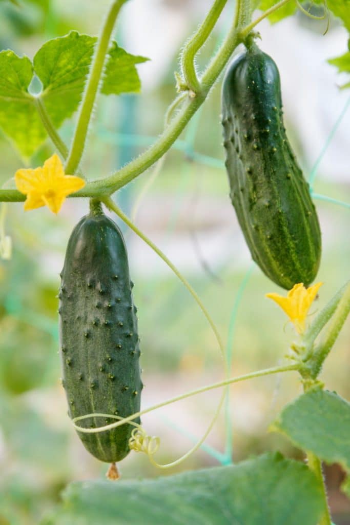 Cucumbers growing on the vine
