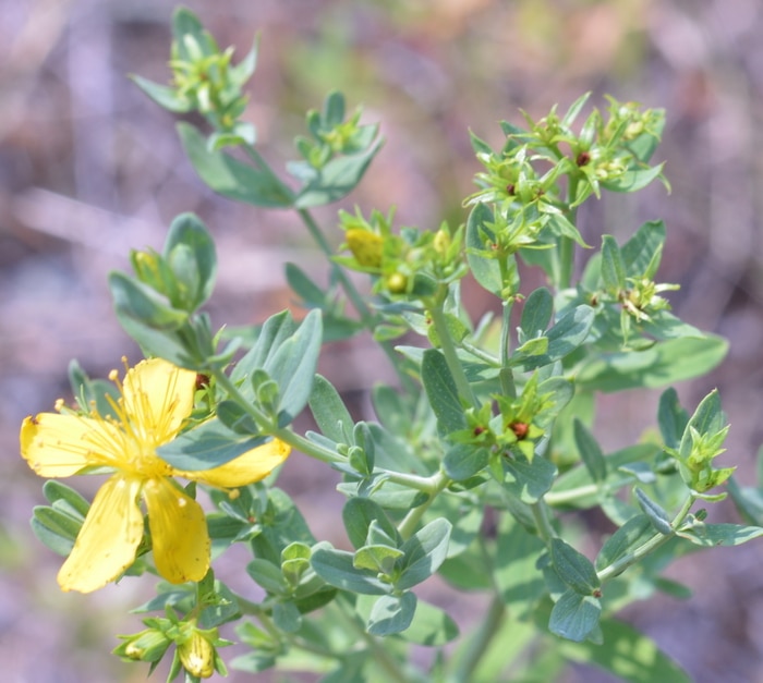 St. Johns wort