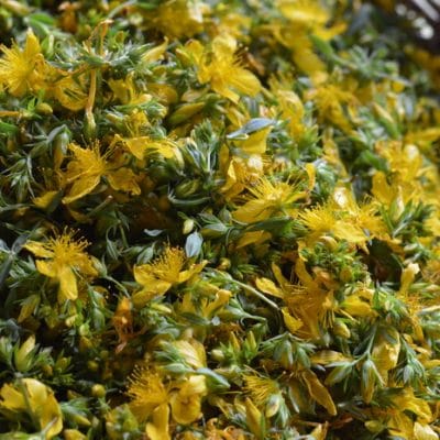 St. John’s Wort Tincture