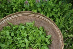 chickweed tips
