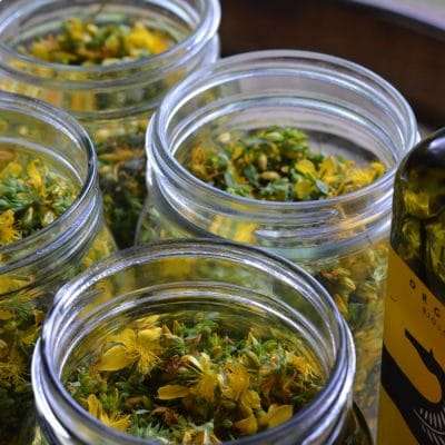 How to Make St. Johns Wort Oil for Pain, Strains, and Spasms