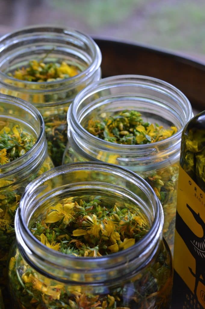 st. johns wort flowers in mason jars
