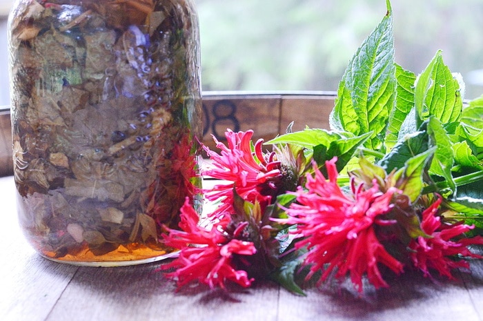 Jar of monarda infused vinegar