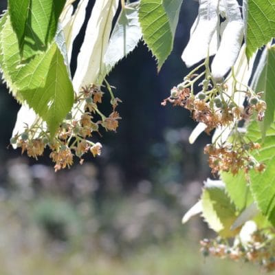 Harvesting Linden Flowers for Calming Linden Tea