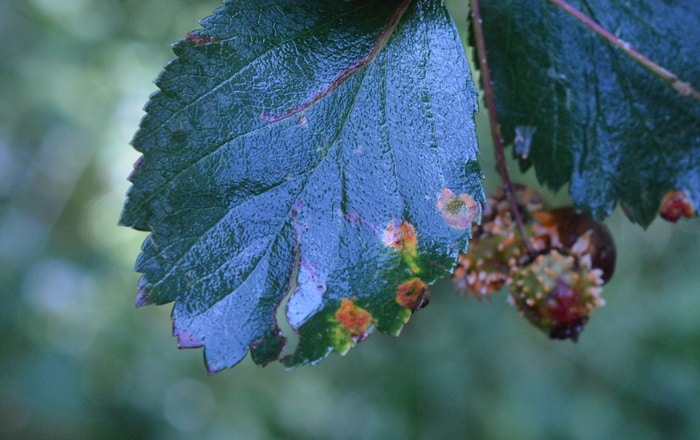 Hawthorn plant leaves with rust fungus