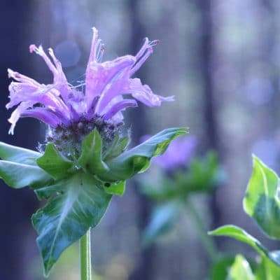 14 Perennial Herbs for Skin Care You can Grow in Zone 4