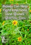 yellow flower on green stems with the text overlay Bidens can help fight infections and viruses