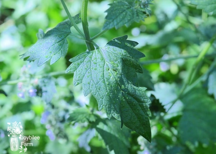 the catnip plant