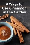 Ground cinnamon and cinnamon sticks on a black background