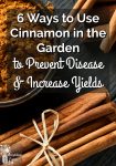 Cinnamon sticks and a bowl of ground cinnamon