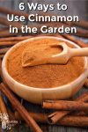 Ground cinnamon in a bowl and cinnamon sticks