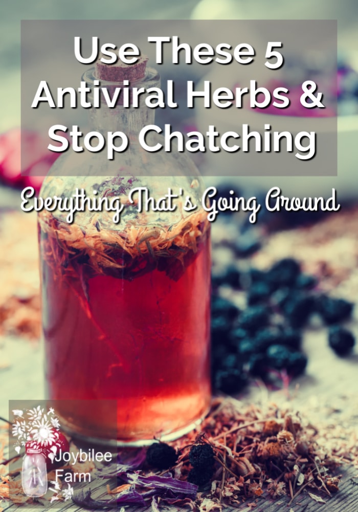 antiviral herbs tincture with berries and herbs scattered around