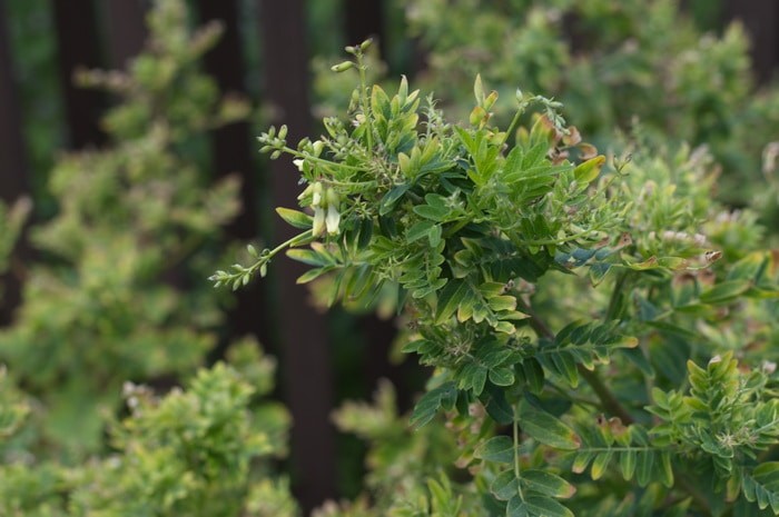 Astragalus