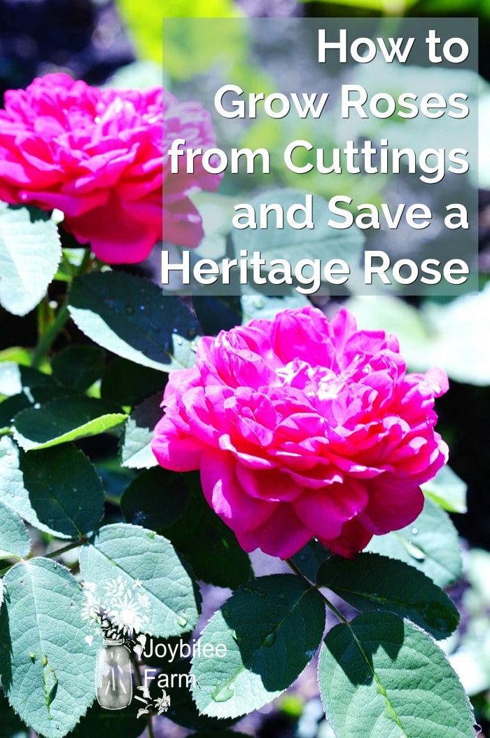 Rose de rescht, a heritage rose with small red-purple double blooms and rich fragrance.