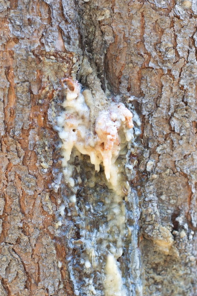 Pitch is the way pine trees heal themselves and keep out bugs and foreign objects