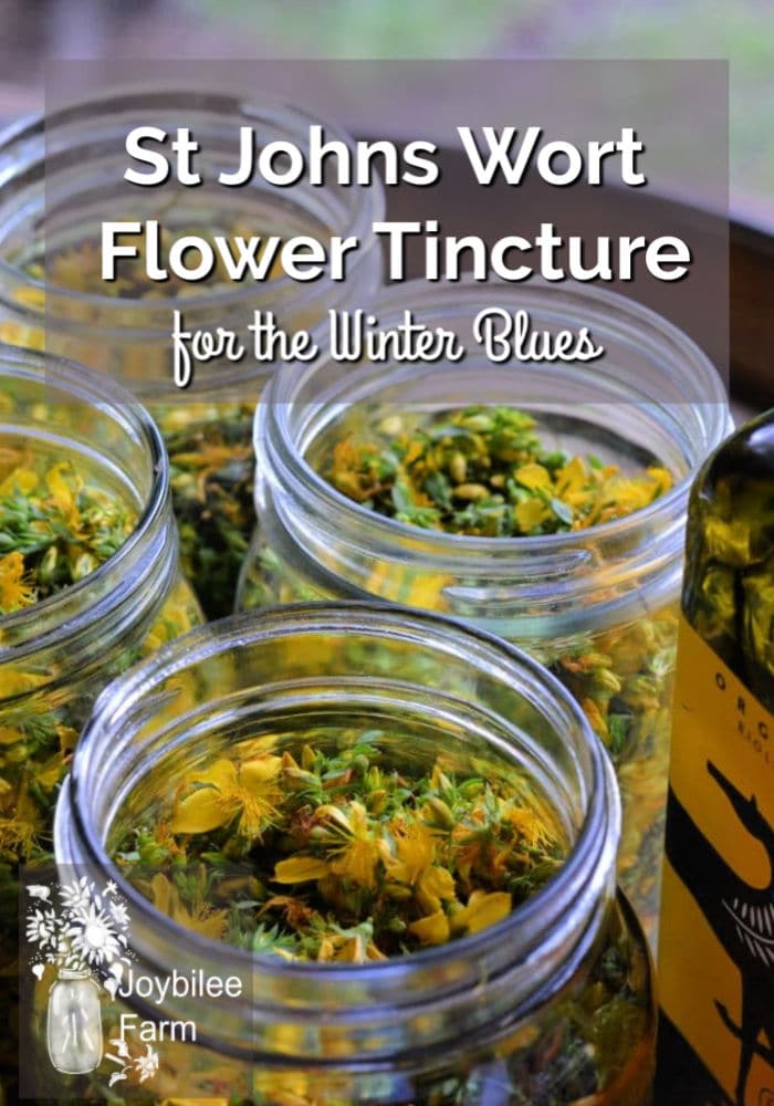 St Johns Wort Flower Tincture