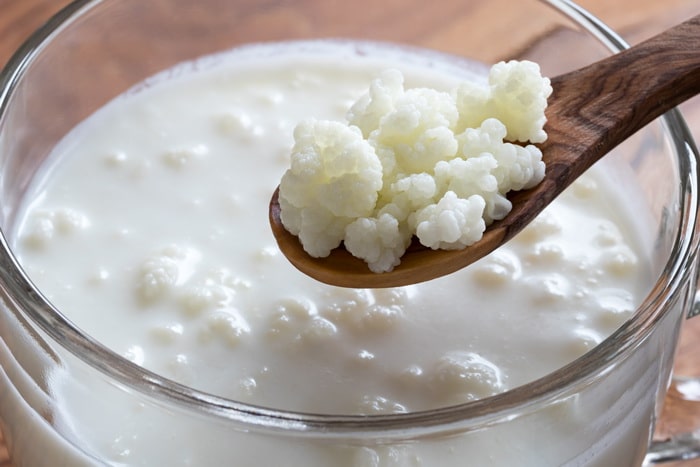 milk kefir grains in the gift guide for fermenters
