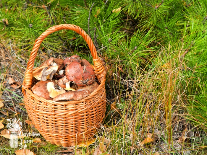 It's hard to find the best gifts for foragers. It's time the forager in your life had a well-stocked kit, specifically designed for foraging.  A kit that can be at-the-ready when the wild fruits are ripe.
