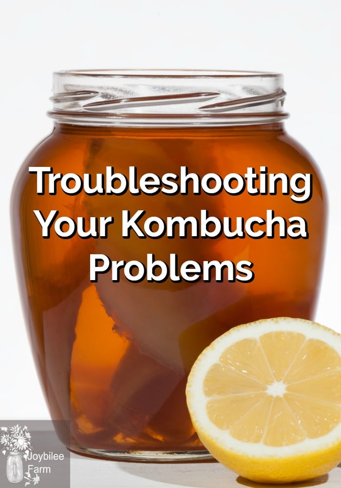 Troubleshooting Kombucha Make Sure These 6 Problems Aren T Yours