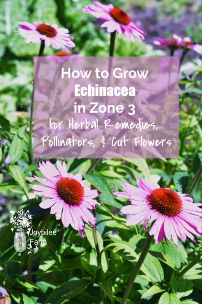 echinacea flowers in sunshine