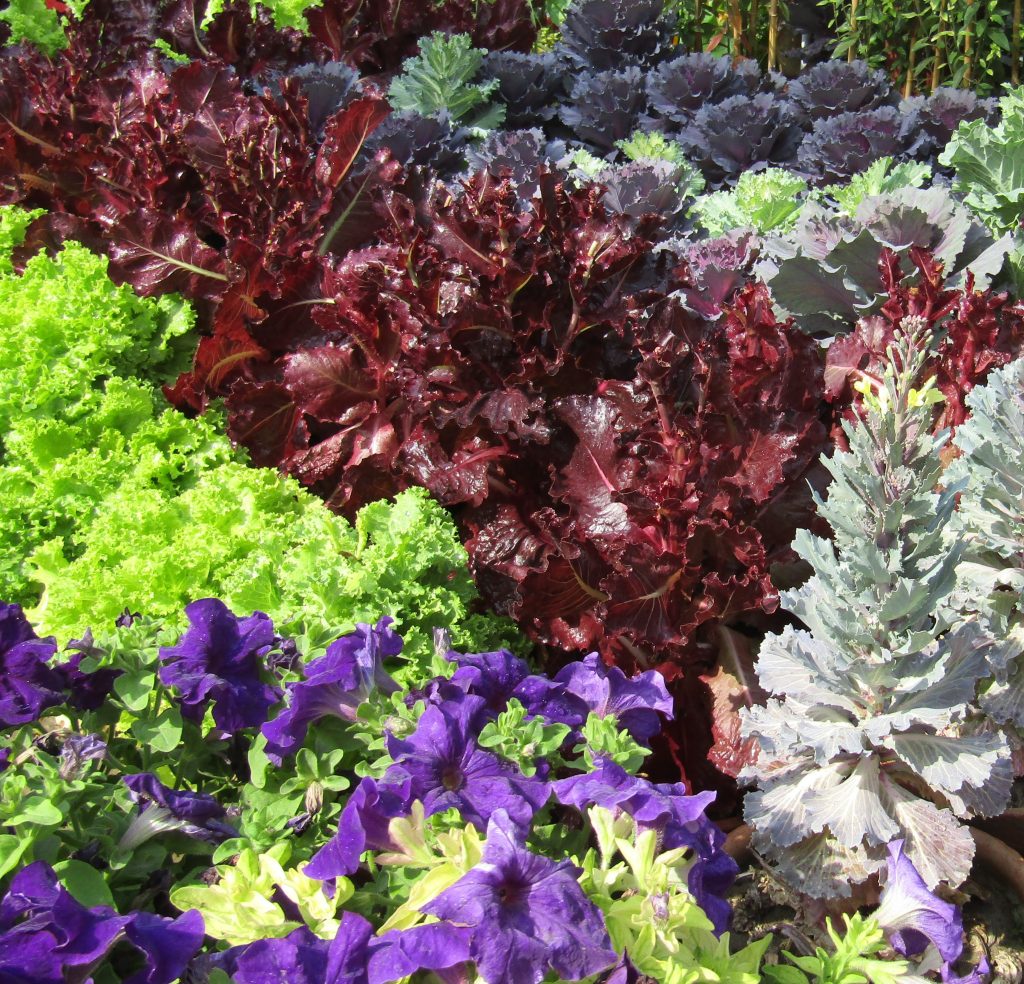 Colorful vegetables growing in a garden